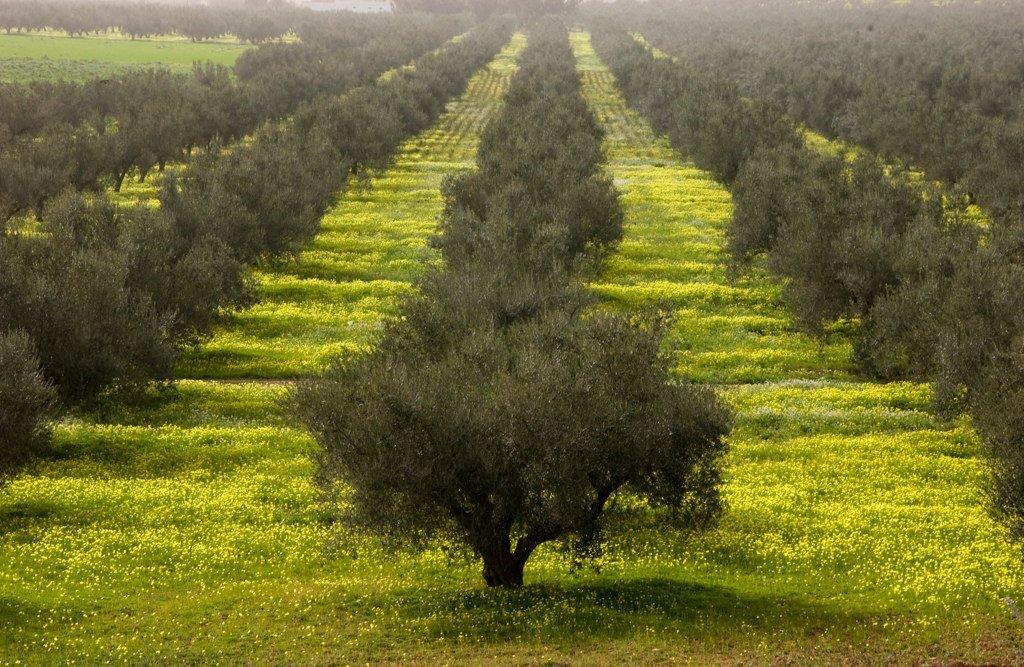 Olive Grove